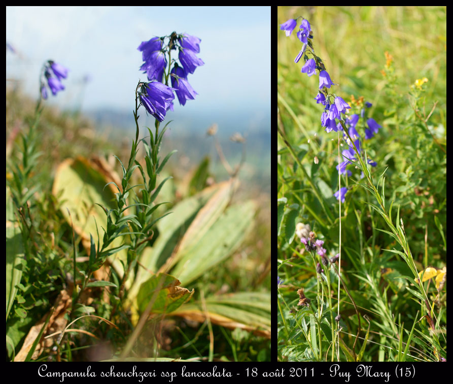 Campanula scheuchzeri ssp lanceolata
